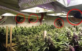 In my experience the most light tight the. A Grow Room Setup Step By Step Guide Mygardenplant