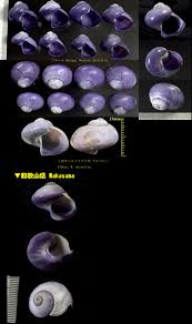 Microshells: Janthina janthina アサガオガイ 朝顔貝
