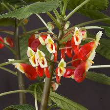 Image result for Impatiens niamniamensis