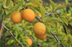 Image result for Ximenia