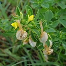 Die hülsen der senna alata und der goabohne sind geflügelt. Gewohnlicher Hornklee Lotus Corniculatus