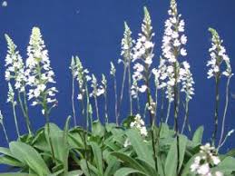 Image result for Stenoglottis