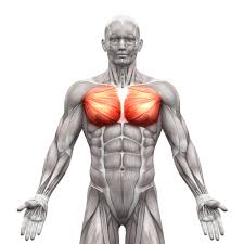 The dominant muscle in the upper chest is the pectoralis major. Chest Muscles Compedium