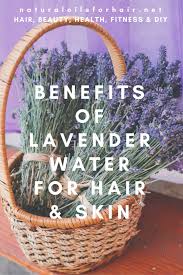 To dry lavender, it's important to harvest the flowers at the right moment, when their color is most brilliant and their scent strongest. Lavender Water For Hair And Skin