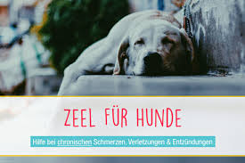 Kann man eine verletzung oder eine krankheit ausschließen, so kann man mit einfachen tricks mit seinem hund üben. Zeel Fur Hunde Mit Arthrose Arthritis Rheuma Seniorpfoten De