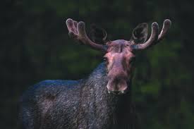 Bull moose come out of the woodwork to vie for mates, at times in quiet. Facts About Moose Wildsweden Wildlife Adventures In Sweden