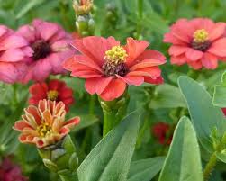 Bisa jadi dua jenis bunga berbeda memiliki nama yang sama di wilayah yang berbeda. Karakteristik Dan Perawatan Yang Diperlukan Untuk Zinnia Berkebun