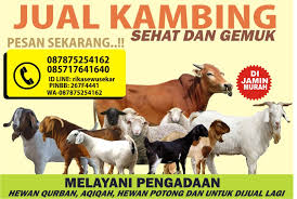 Harga aqiqah jakarta nurul hayat, harga paket aqiqah kambing masak (harga perekor kambing) sebagai berikut: Layanan Profesional Jual Kambing Aqiqah Murah Di Jakarta Paket Aqiqah Bekasi Jasmine
