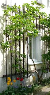 And it has eight times more vitamin c than oranges! Kiwi As Espalier Tree