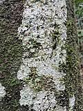 Image result for Phyllanthus manicaensis