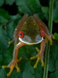 Image result for Urochloa pungipes