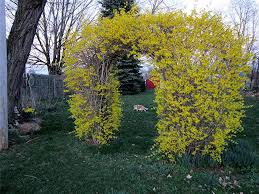 Our Forsythia Arch Landscape Design Landscape Garden Design