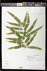 Image result for Lygodium smithianum