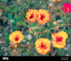 Image result for Portulaca kermesina