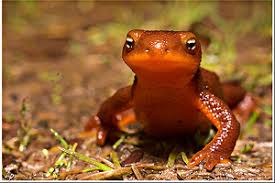 Image result for california newts