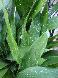 A must get for beginners and travelers. Aspidistra Elatior Varieties Milky Way Shade Plants Shade Garden Plants