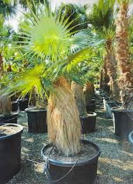 Image result for Coccothrinax