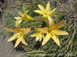 Image result for Anadelphia