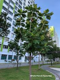 Image result for Artocarpus