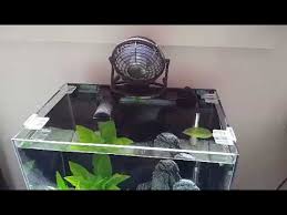 See more ideas about betta, fish, siamese fighting fish. Why Do You Think My Betta Stops Glass Surfing Betta Fish Forum 440733