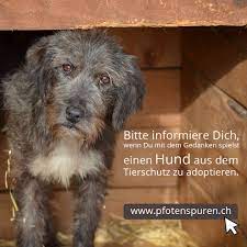 Dieses freundliche gesicht gehört zu ben. Hunde Schweiz Tiervermittlung Tierschutz