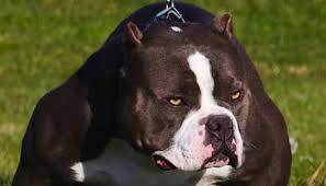 Most Dangerous Dog Breeds Page 12 Of 28 Mind Your Dollars In 2020 Dangerous Dogs Dog Breeds Big Dog Breeds