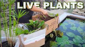 Merebrook pond plants draw on decades of experience in water gardening to help you take your pond, lake or tub garden to the next level. Live Aquatic Plants For Mini Pond Youtube