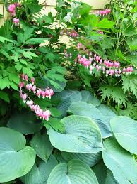 This Combination Of Hostas Bleeding Hearts Is Great For A Shady Area We Have Them Under An Upper Shade Garden Plants Shade Garden Container Gardening Shade
