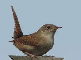 Big Black Birds In Ohio Posts From July 2013 On Nature Wanderings Brown Bird First Photo Bird