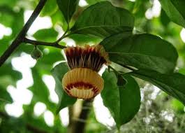 Image result for Napoleonaea gossweileri