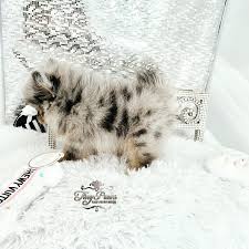 Our chihuahua quality you wont find just anywhere! Blue Merle Teacup Pomeranian Puppy For Sale Tiny Paws
