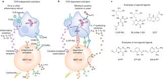 Learn here about the different animal cell parts and types. The Biology And Functional Importance Of Mait Cells Nature Immunology