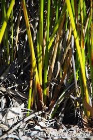 Image result for Crotalaria teretifolia
