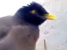 Bird Sounds Just Like Crying Baby Video Dailymotion