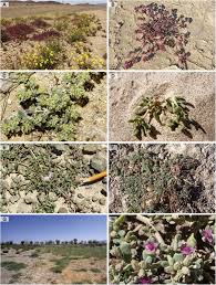 Image result for Trianthema salsoloides