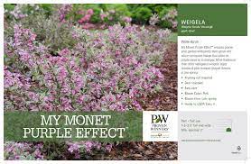 These shrubs require little pruning. Weigela My Monet Purple Effect Weigela 11x7 Variety Benchcard Proven Winners