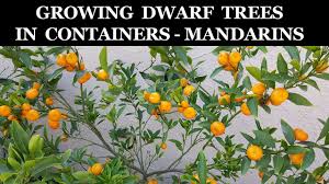 A wide variety of fruit trees dwarf options are available to you, such as plastic. Growing Dwarf Citrus Trees In Containers Kishu Mandarin Citrus Trees Fruit Trees For Sale Growing Citrus