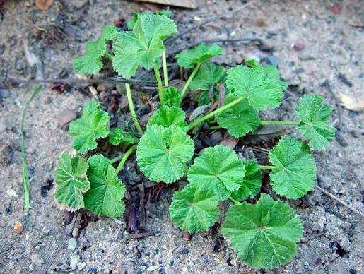 Common mallow | Integrated Crop Management