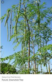 Kecubung termasuk tumbuhan jenis perdu yang mempunyai pokok batang kayu dan tebal, bercabang banyak, tumbuh dengan tinggi kurang dari dua meter. Namakucella Pokok Munggai Dan Ceritanya