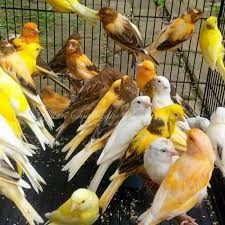 Burung kenari dapat hidup dalam berbagai kondisi lingkungan, termasuk kondisi lingkungan tropis. Burung Kenari Putih Panda Jamin Jantan Bunyi Ngeriwik Tggal Tggu Gacor Shopee Indonesia