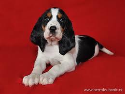 Image result for bernský honič