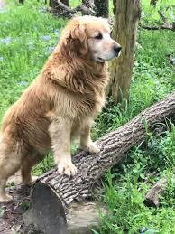 Pomsky's are great family pets! Shoal Creek Golden Retrievers Old Scenic Drive Neosho Mo 2021