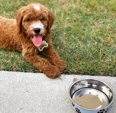 Their goldendoodle puppies are habituated to the normal noises found in a home such as music, television, vacuums, and laughter. Endless Summer Doodles Home Facebook