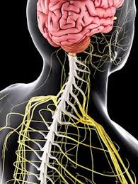 Doi:10.1038/nrneurol.2014.121 2) sejvar jj, baughman al. 110 Guillain Barre Syndrome Ideas Guillain Barre Syndrome Barre Syndrome