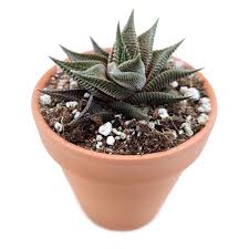 Image result for Haworthia limifolia