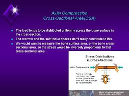 So without further ado, listen as annie narrate's her process of rendering out bone cross sections for medical illustration in a photoshop. In The Name Of God Bone Quality What