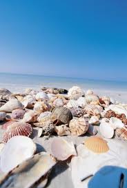 Maybe you would like to learn more about one of these? Cessna Flyer Association Sanibel Island Fla Sand Shells And Surprises