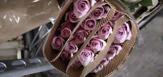 Maybe you would like to learn more about one of these? Natural Flowers Wholesale Fresh Cut Flower Pink Avalache Rose For Wedding China Pink Avalache Rose And Fresh Cut Flower Price Made In China Com