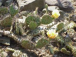 I passed by this beavertail prickly pear cactus (opuntia basilaris) in full glorious bloom while shooting images of sand dune wildflowers nearby at havasu national wildlife refuge on the colorado river. Outdoor Cactus For The Midwest A Must Have For The Garden Blog Embassy Landscape Group