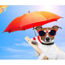 kakie pokupki podnimayut vam nastroenie otvety ostavlyajte v kommentariyah oproskidbutik pet hacks pets animal icon